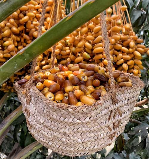 قیمت خرید خرمای آل مهتری با فروش عمده